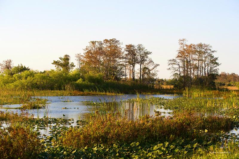 20090220_172455 D3 P1 5100x3400 srgb.jpg - Loxahatchee National Wildlife Preserve